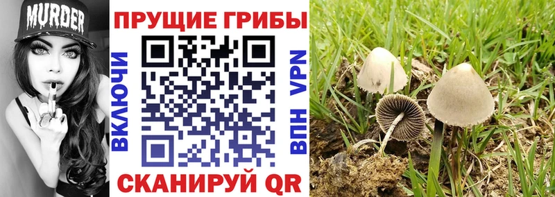 цены   Грязовец  Псилоцибиновые грибы мухоморы 